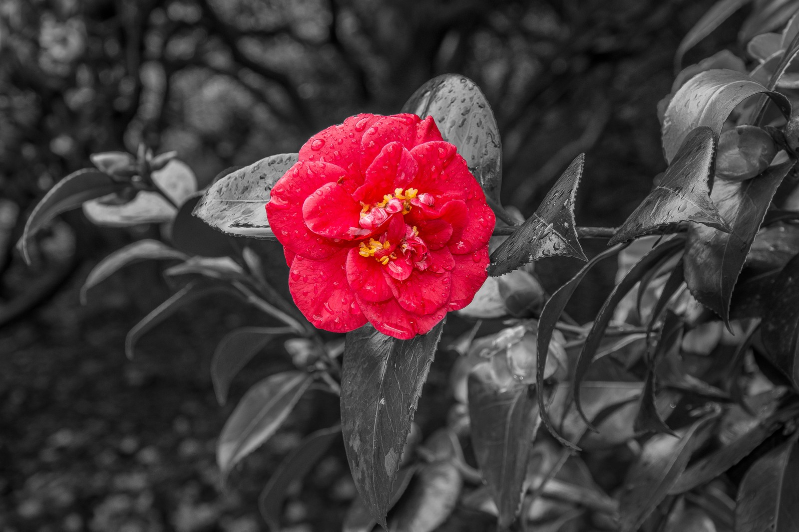 Fleur rouge arabe avec des feuilles vertes dans une photo en noir et blanc (camélia, camélia japonais, fleur, rouge, pétale)