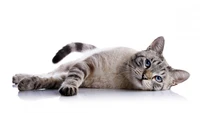 Relaxed cat lying down, showcasing striking blue eyes.