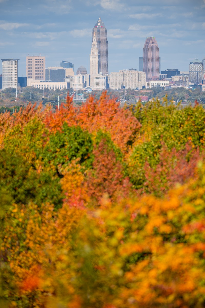 Arbres avec des feuilles orange et jaunes devant une ligne d'horizon de ville (bâtiment, gratte ciel, nuage, journée, plante)