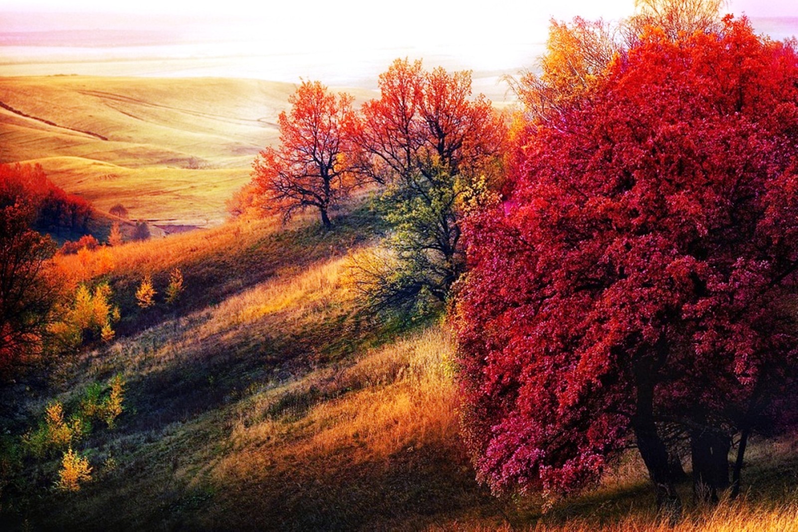 A close up of a tree in a field with a hill in the background (nature, tree, leaf, autumn, morning)