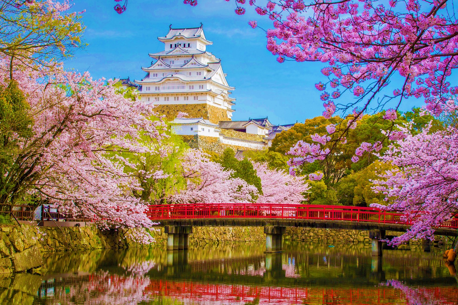 Eine rote brücke über einen fluss mit kirschblüten vor einem schloss (himeji schloss, blume, natur, frühling, baum)