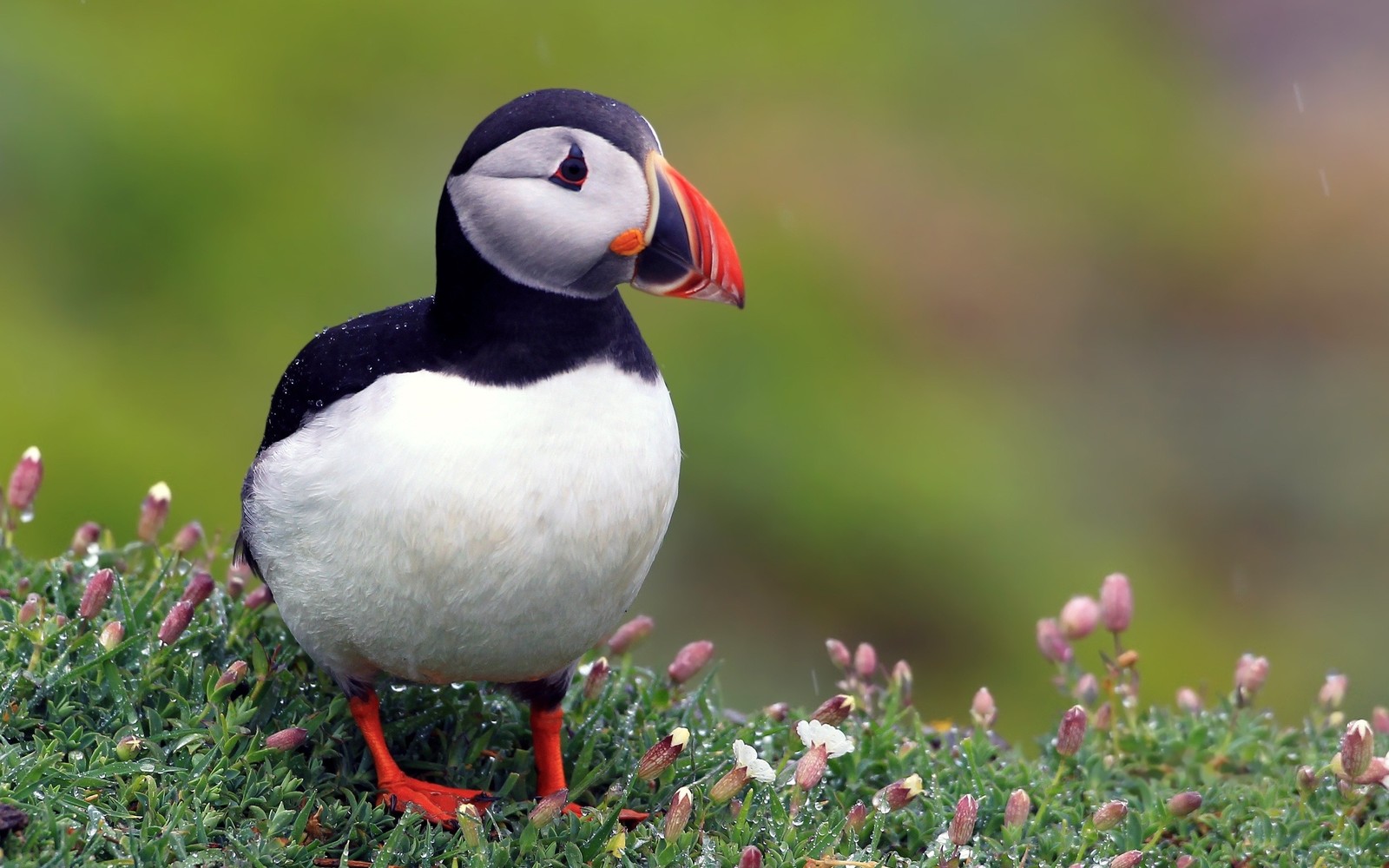 There is a bird that is standing on a hill with flowers (atlantic puffin, seabird, bird, beak, charadriiformes)