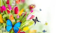 Bunte Tulpen mit lebhaften Schmetterlingen