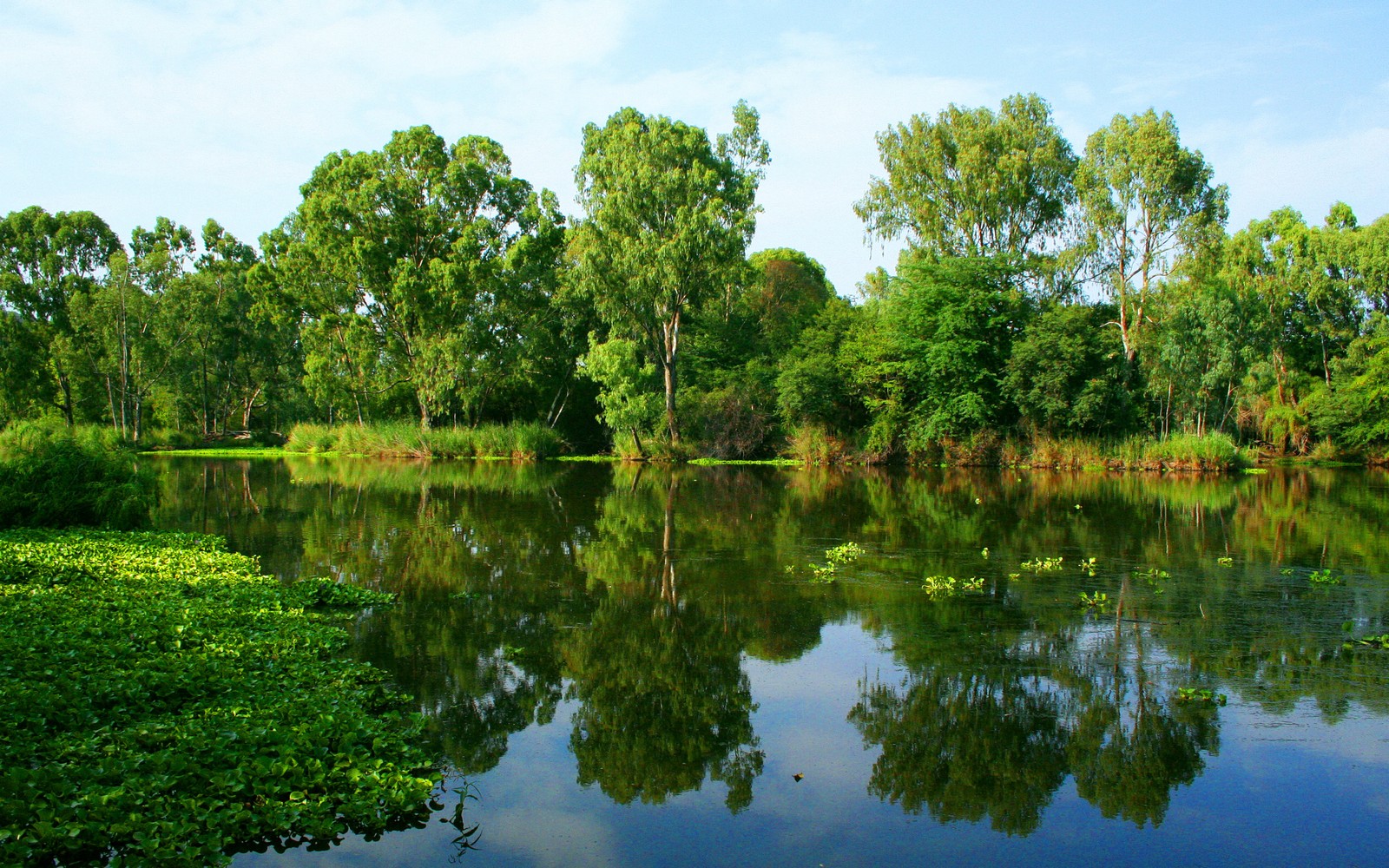 Árboles reflejados en el agua de un lago rodeado de plantas verdes (rio, naturaleza, reflexión, agua, verde)