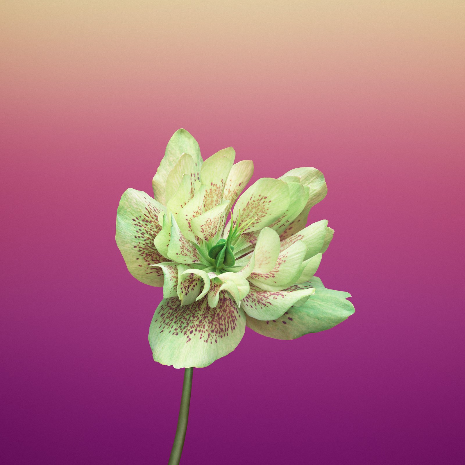 Il y a une fleur qui est assise sur une tige dans un vase (ios 11, ios, pomme, fleur, plante à fleurs)