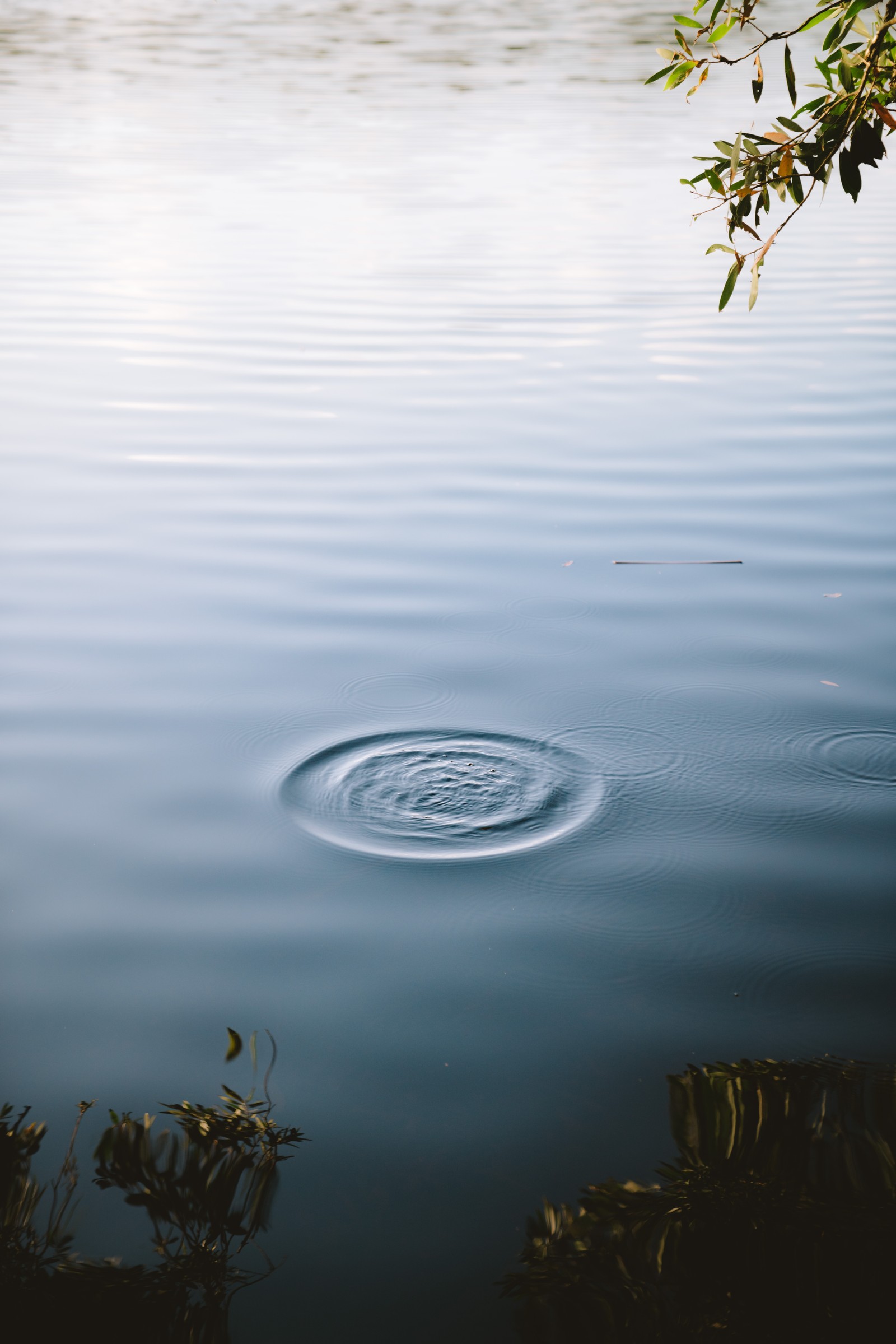 Sanfte wellen auf dem wasser eines sees mit einem baum im hintergrund (ruhig, statue, wasser, baum, see)