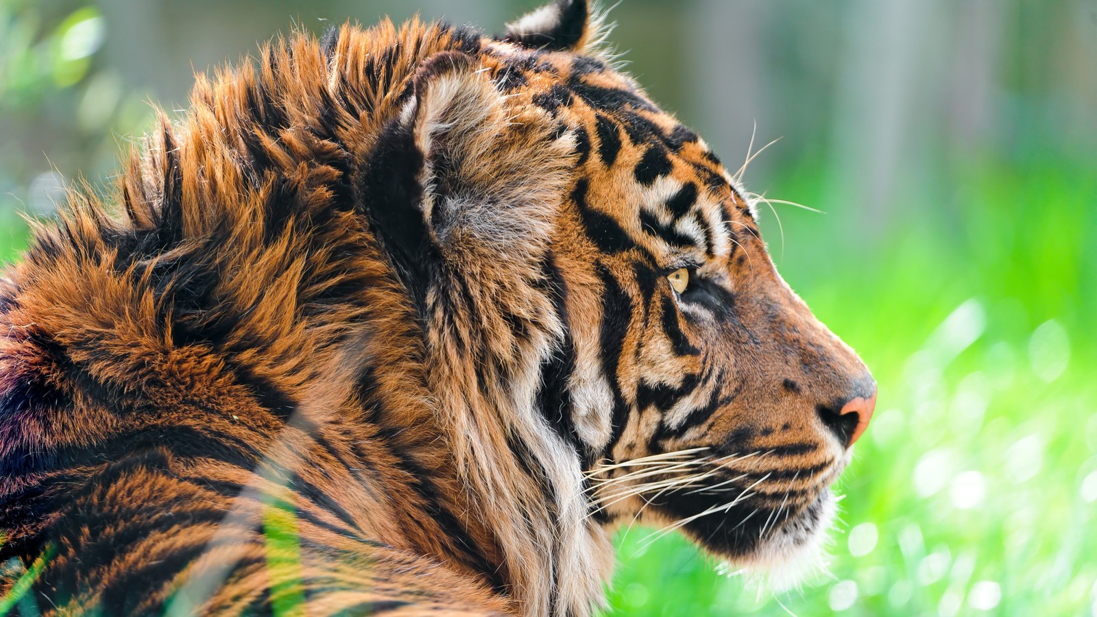 Descargar fondo de pantalla tigre siberiano, cabello, cabeza, tigre de bengala, ojo