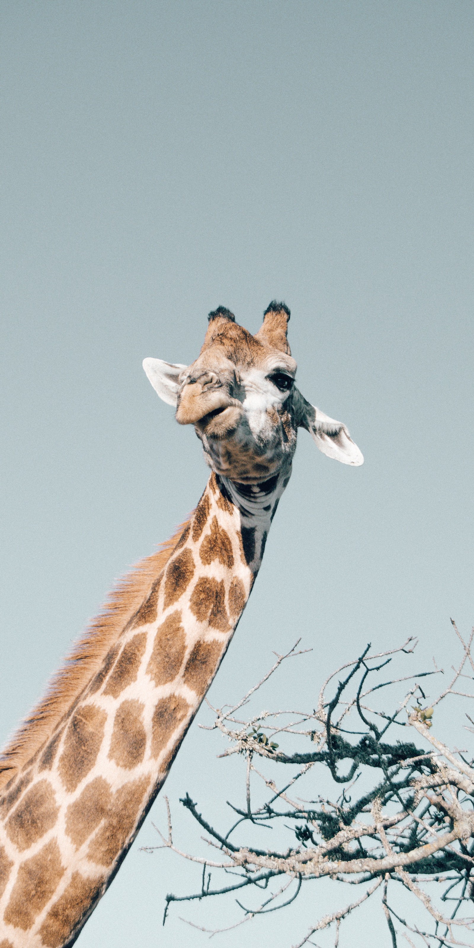 Hay una jirafa de pie junto a un árbol sin hojas (jirafa, giraffidae, planta, cuello, cervato)