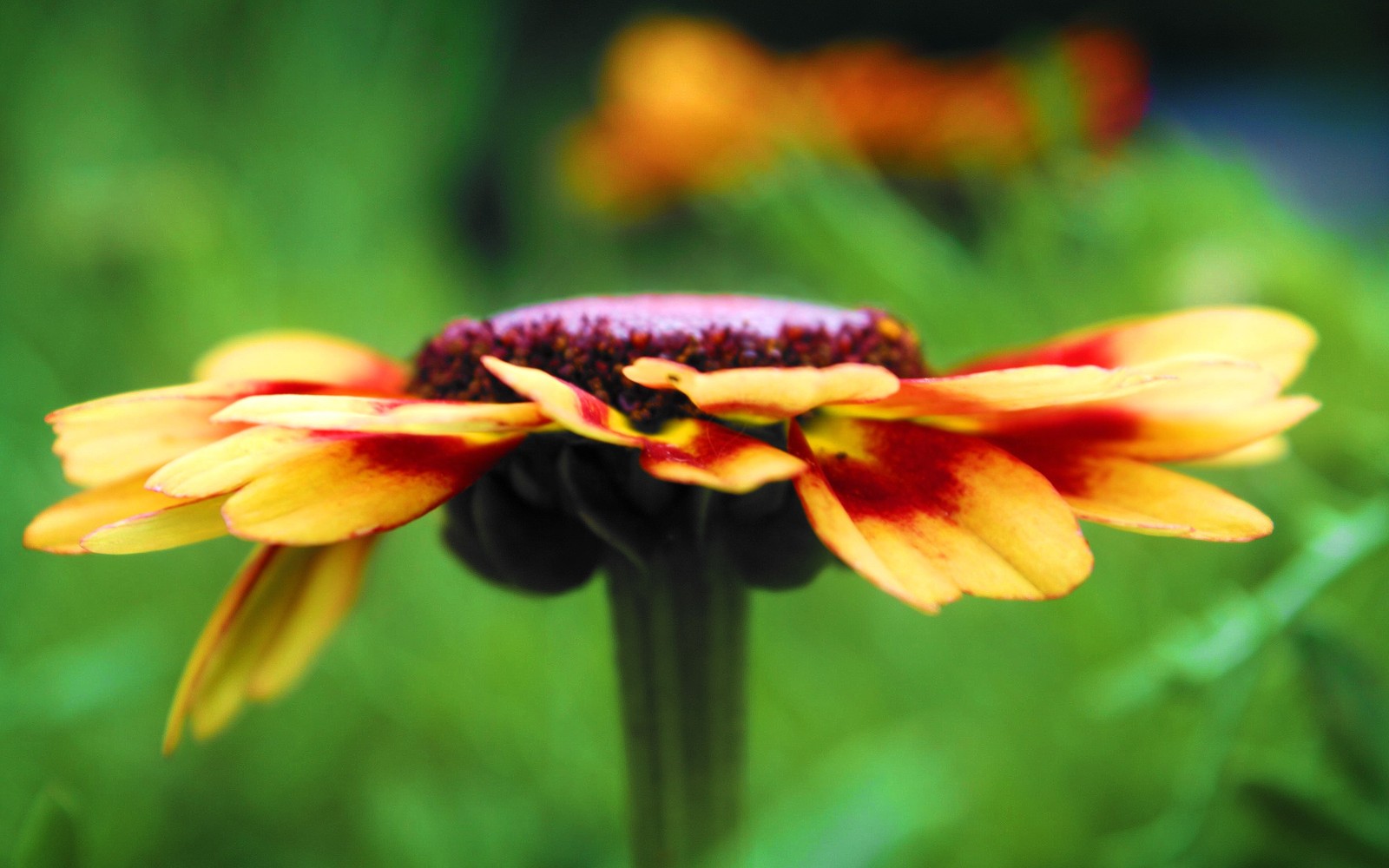 Il y a une fleur jaune avec un centre rouge au milieu d'un champ (fleur sauvage, fleur, plante à fleurs, pétale, plante)