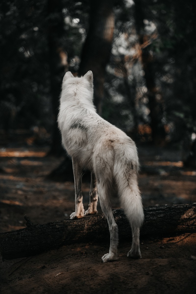 Белый волк стоит на бревне в лесу (собака, арктический волк, койот, canidae, мех)