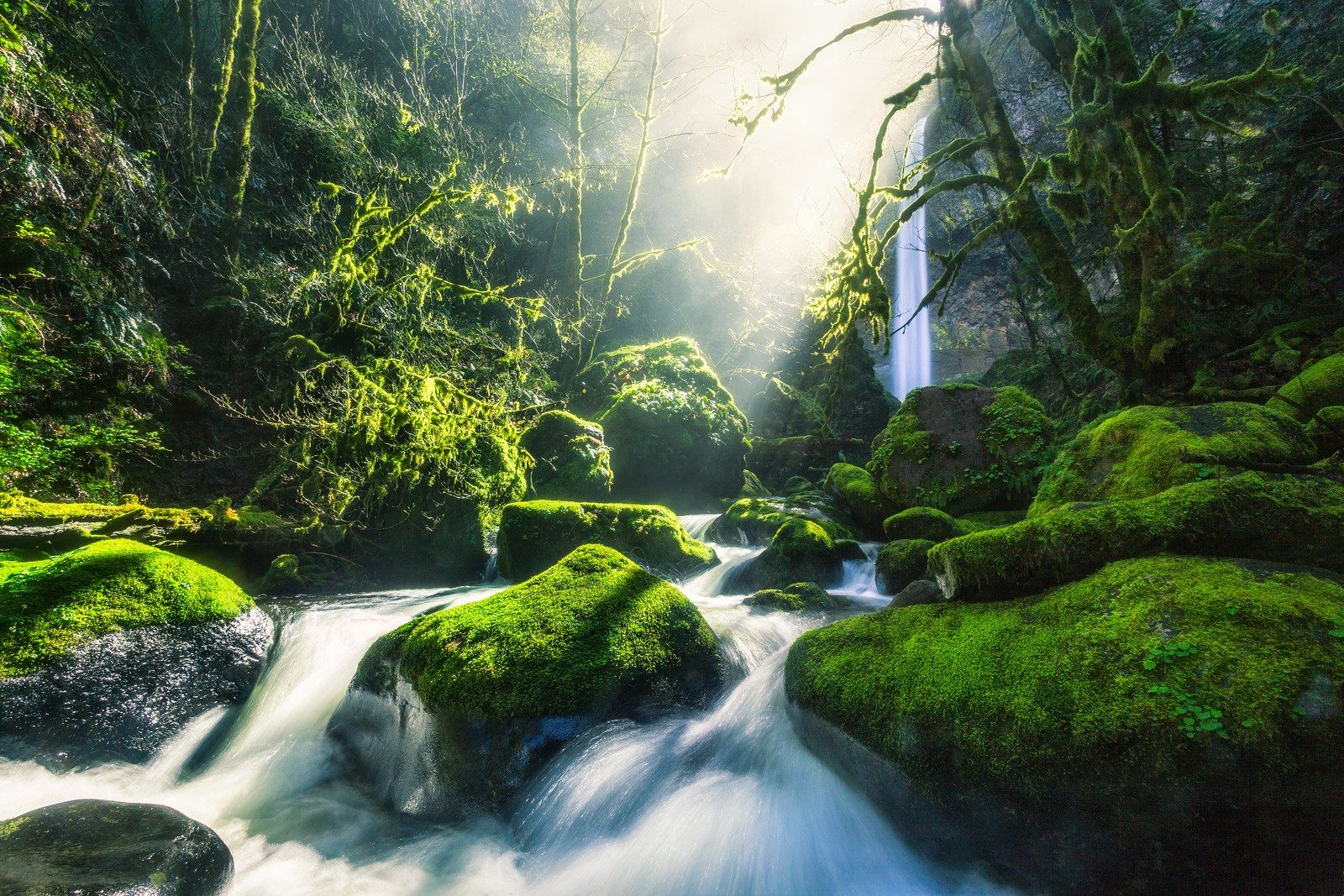 Un ruisseau traversant une forêt verdoyante remplie de mousse (vert, rivière columbia, eau, flueve, ruisseau)