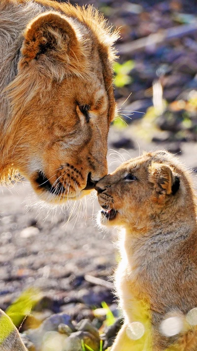 A tender moment between a lion and its cub, showcasing their affectionate bond.