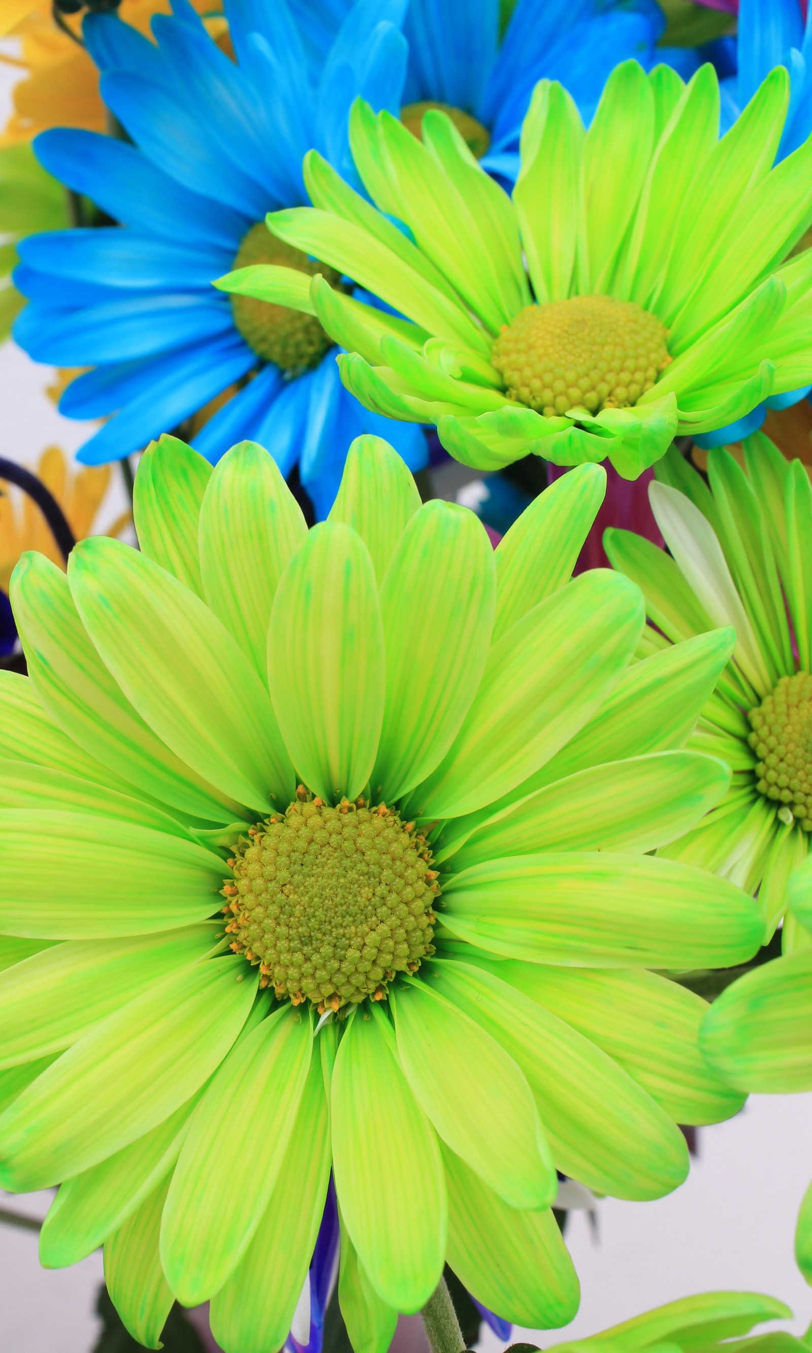 Flores coloridas em um vaso sobre uma mesa (azul, margaridas, margarida, flores, verde)