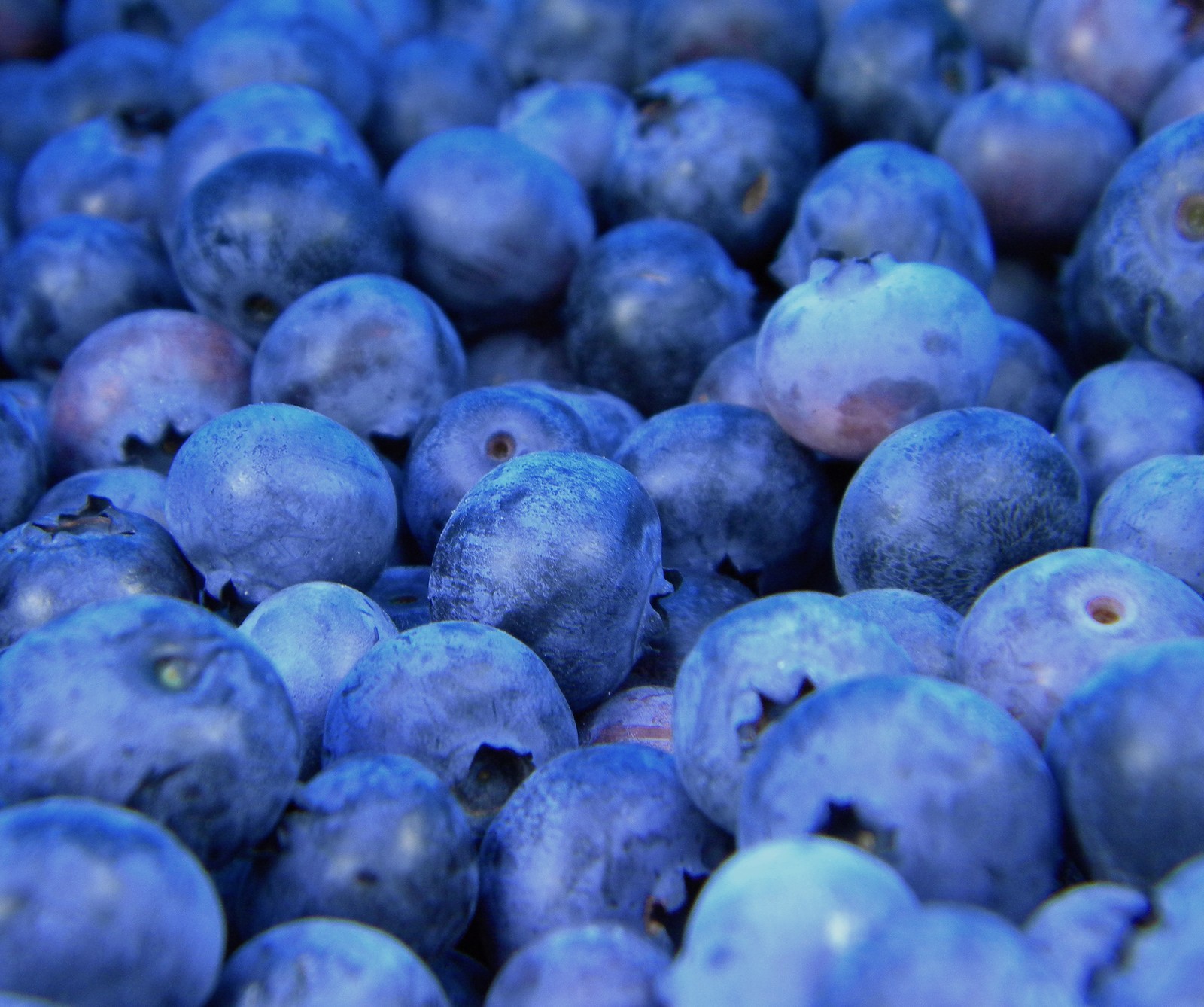 A close up of a bunch of blueberries sitting on top of a table (blue, blueberry, fun, july, summer)