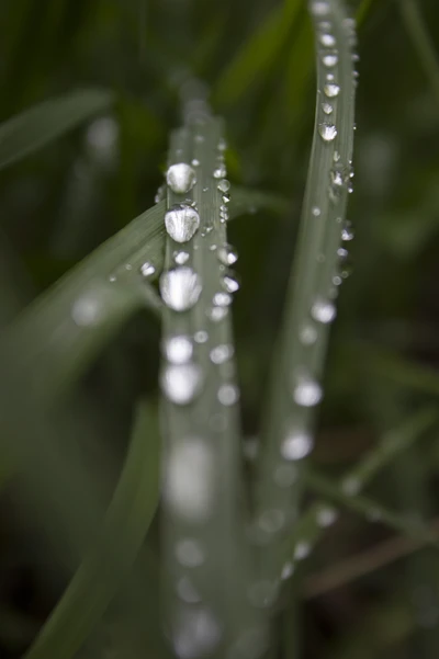 Gotas de agua brillantes en hojas de hierba verde