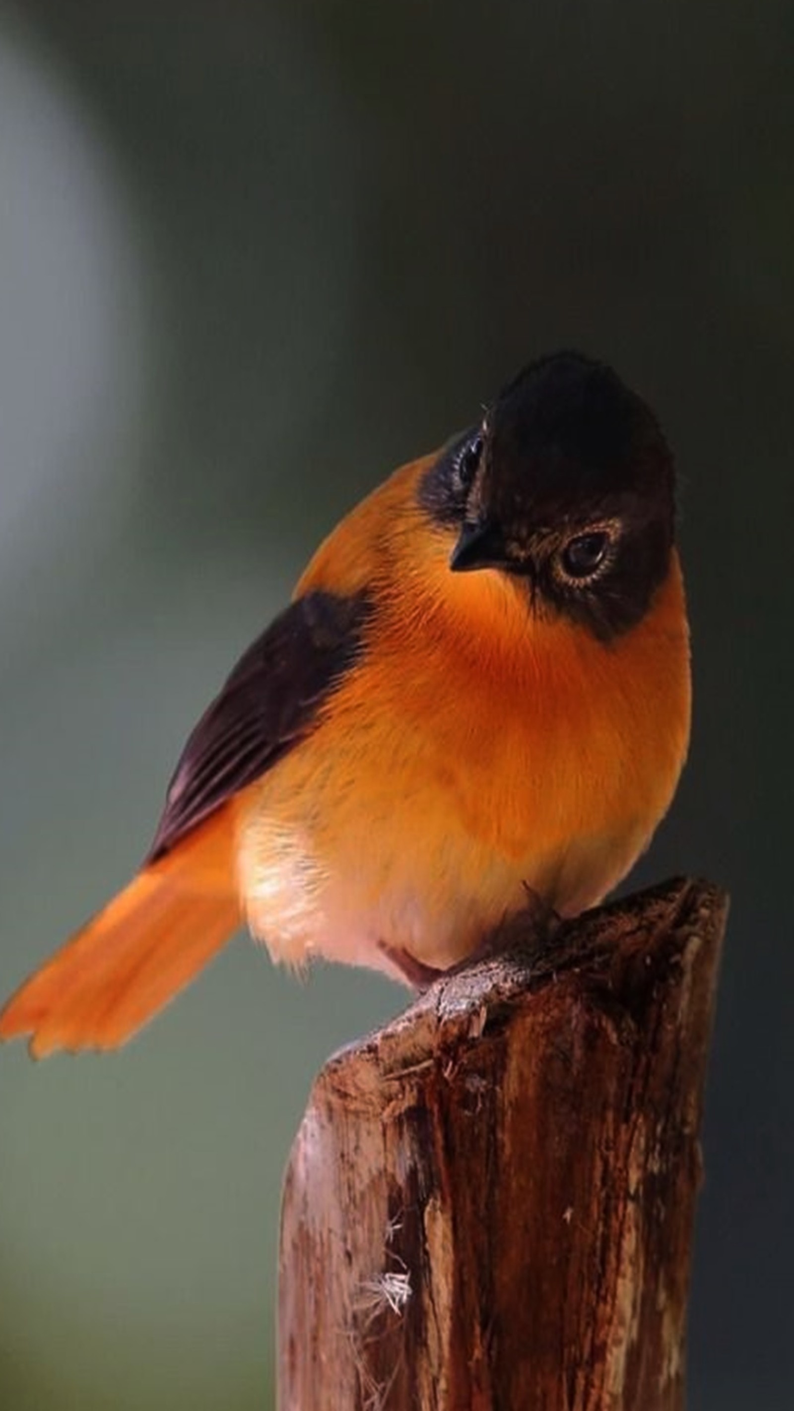 Il y a un petit oiseau assis sur une souche d'arbre (oiseau, solitaire)