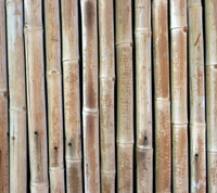 bamboo, design, wall wallpaper