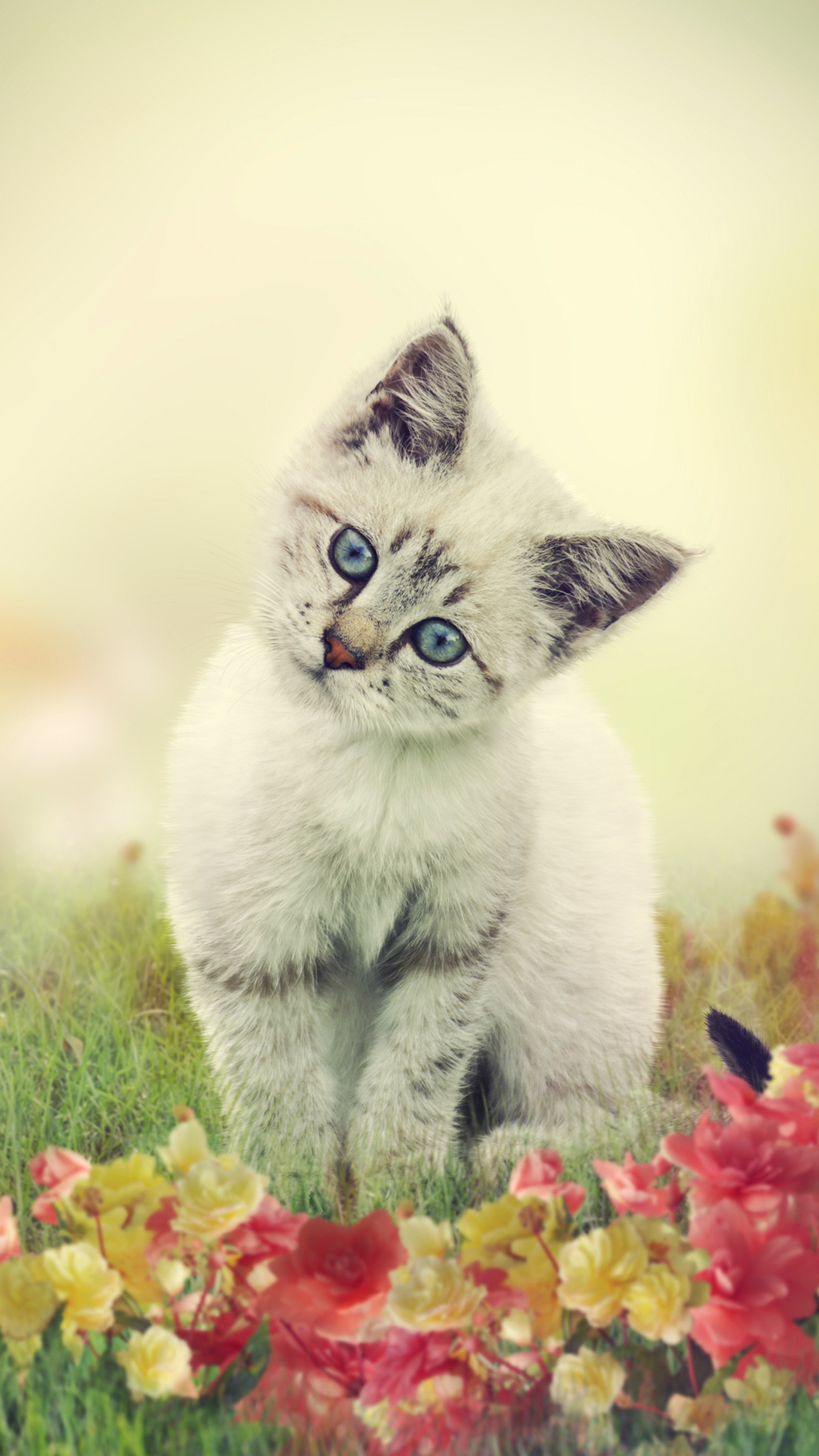 Hay un gatito blanco sentado en la hierba con flores (cat, flores, gatito)