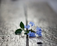 Flores azules delicadas sobre una superficie de madera desgastada