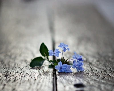 Fleurs bleues délicates sur une surface en bois usée