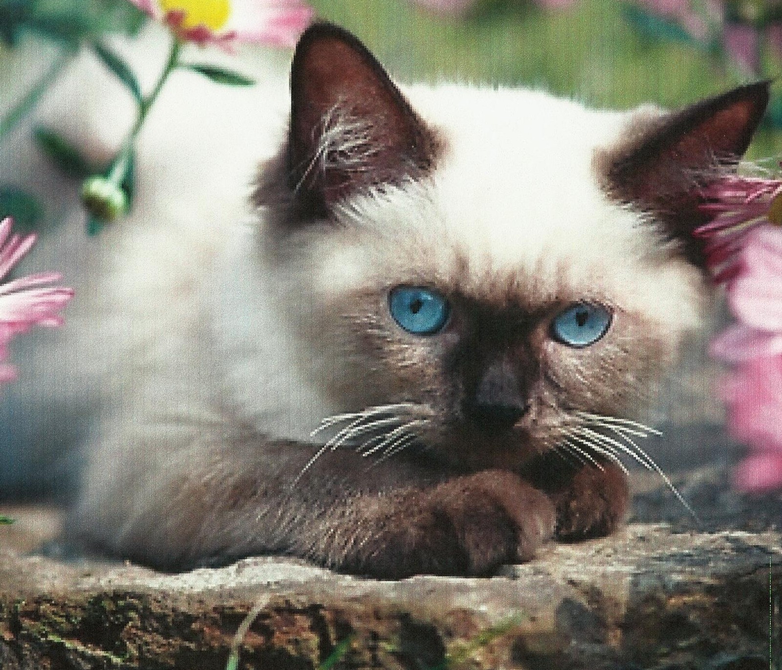 Lade a siamese kitten, tiere, haustier Hintergrund herunter