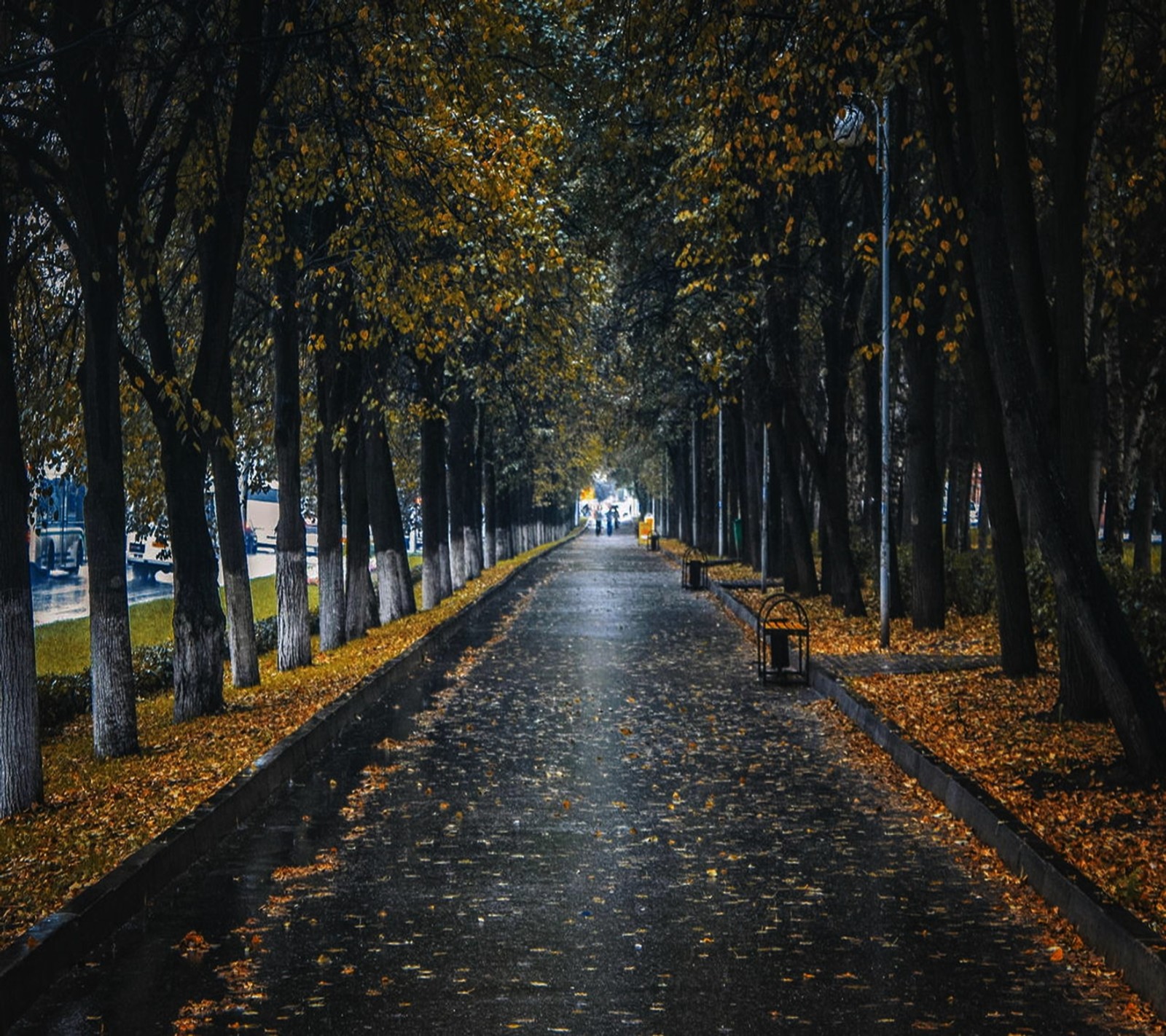 Arbres bordant une rue bordée de bancs dans un parc (paysage, romantique)