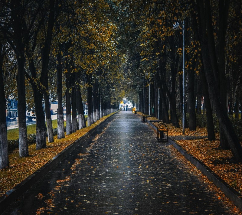 Деревья вдоль улицы, вдоль которой стоят скамейки в парке (пейзаж, романтический)