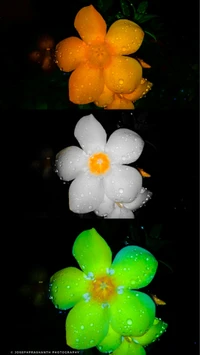 fleurs, jour de lindépendance, inde, india, indien