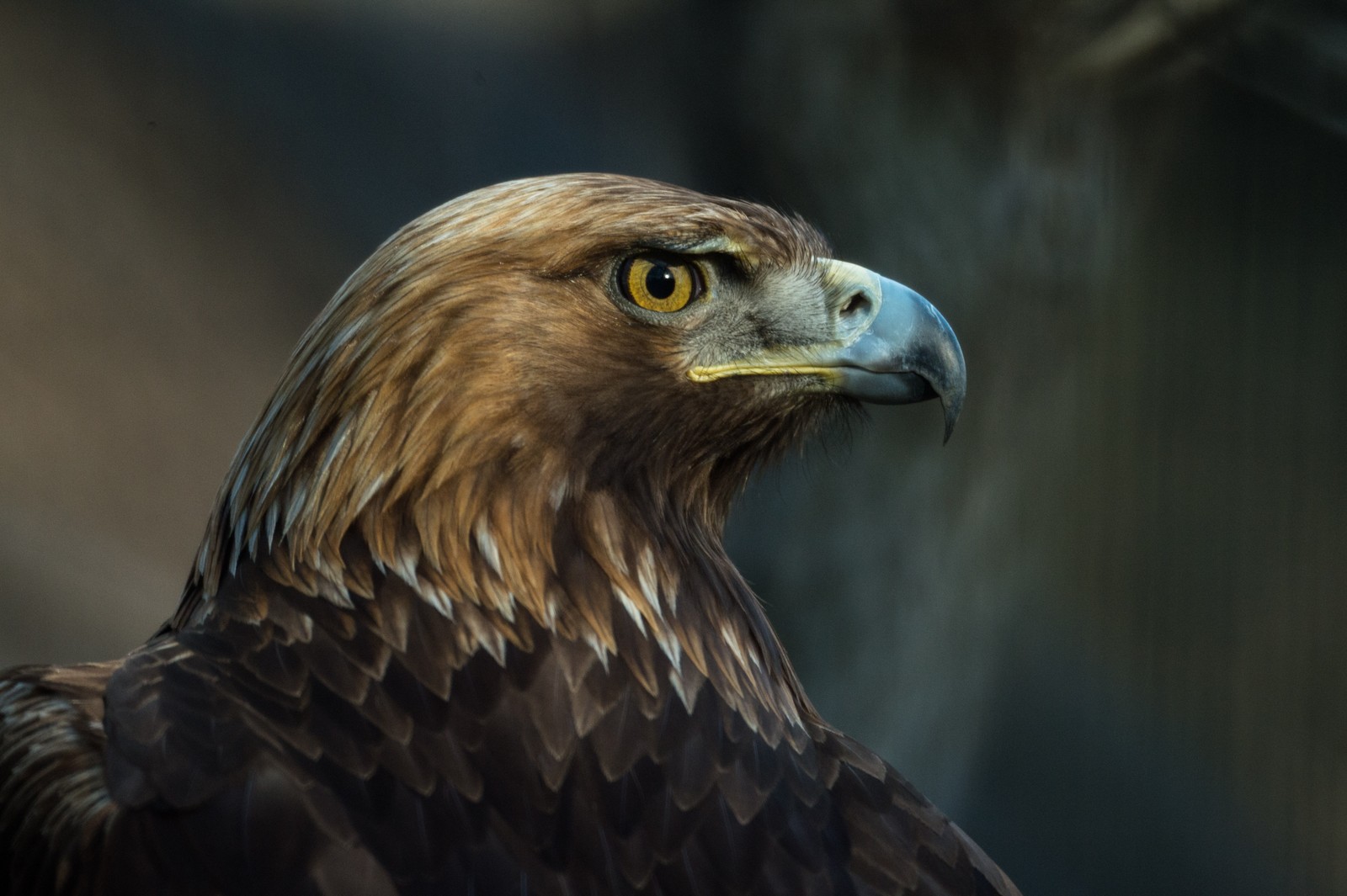 Lade 4k, schön, adler Hintergrund herunter