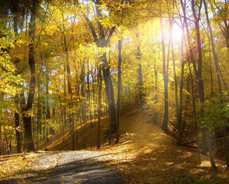 Vista borrosa de un camino en un bosque con hojas amarillas (bosque, camino, rayos, sol)