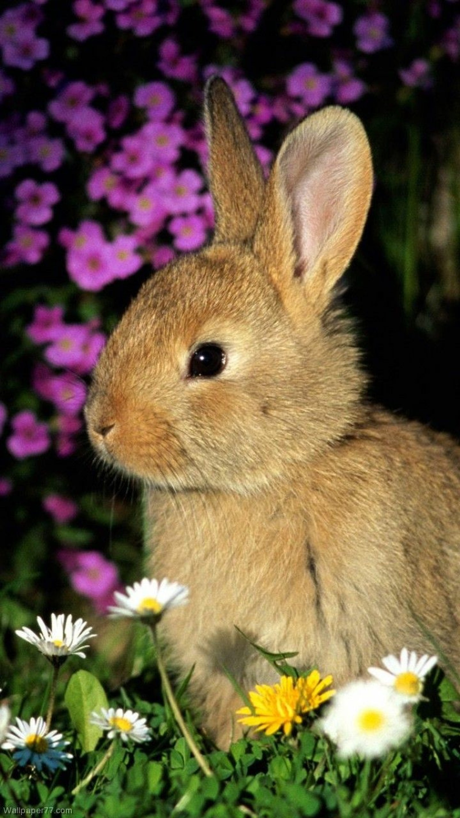 There is a small rabbit sitting in the grass with flowers (animal, bunny, pets, rabbit)