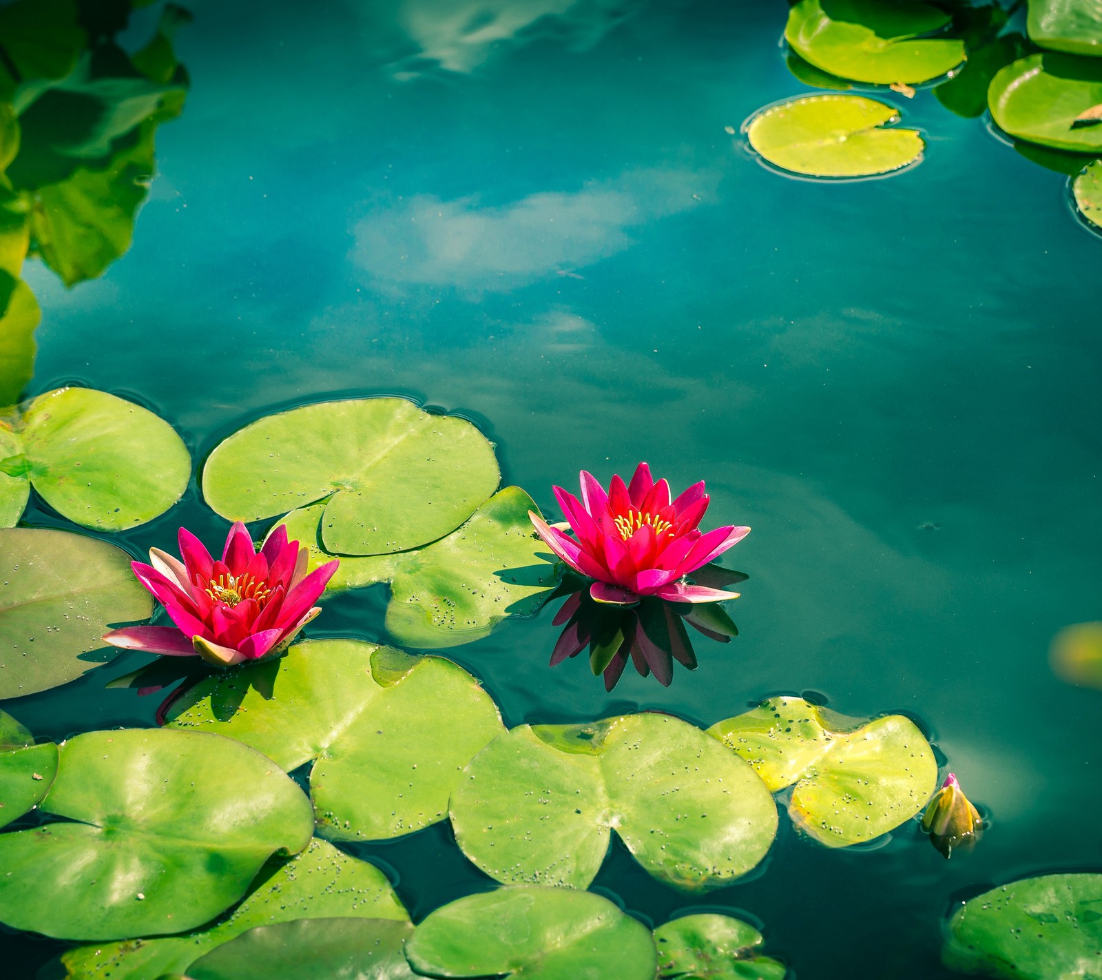 There are two pink water lillies floating in a pond (nature, pond, water)