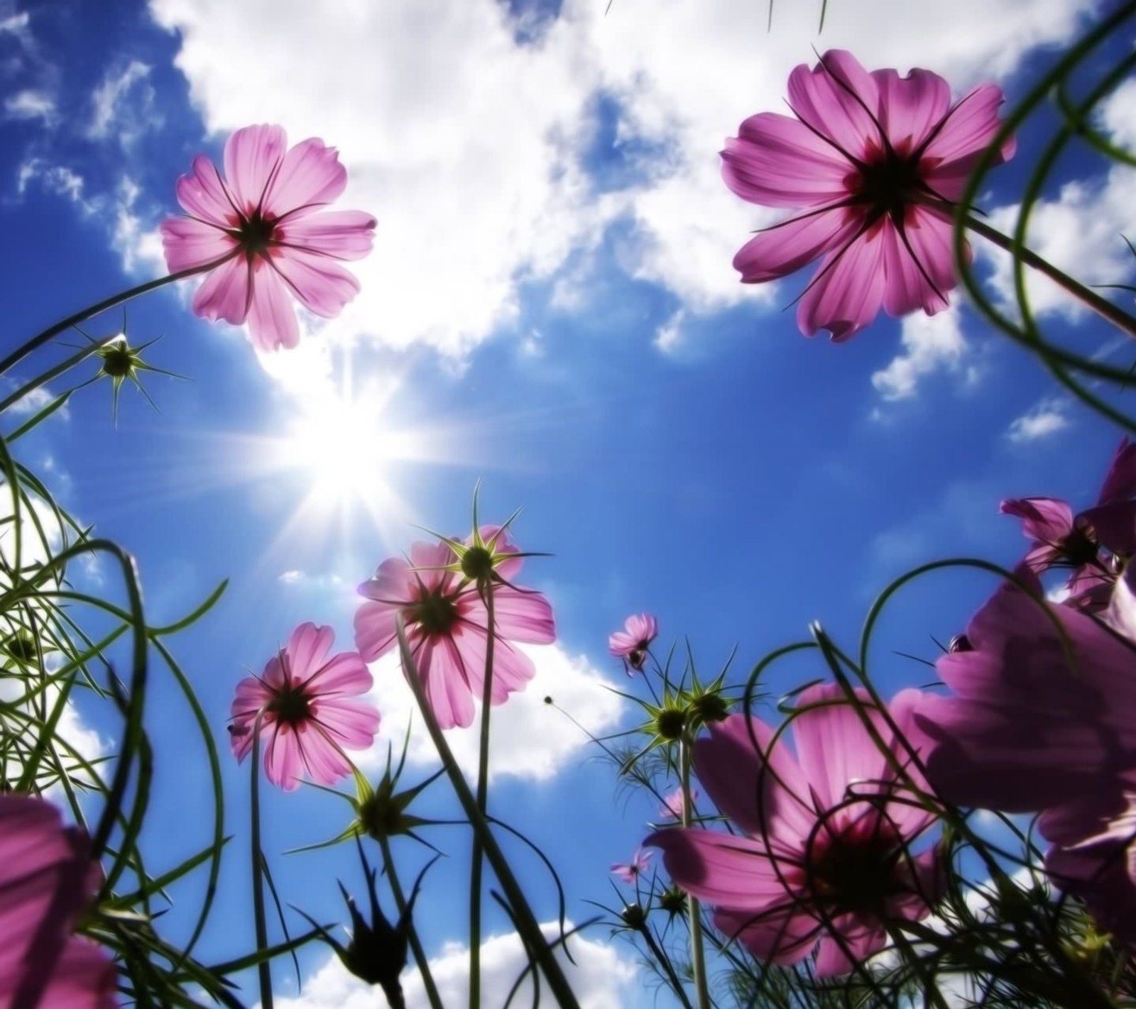 Purple flowers in the foreground with a blue sky and clouds in the background (best, nature)