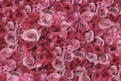 Um arranjo luxuriante de rosas cor-de-rosa