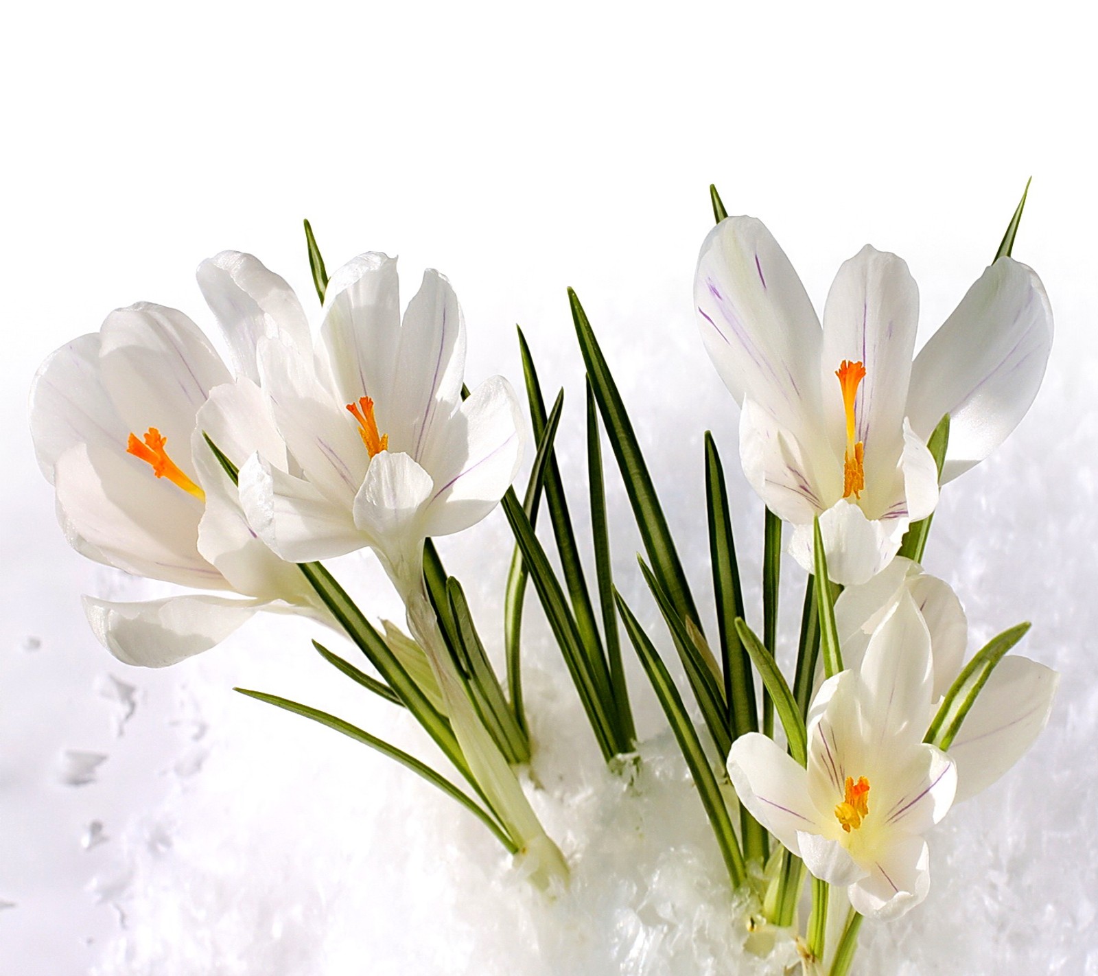 Blumen im schnee an einem sonnigen tag (krokusse, schnee, frühling)