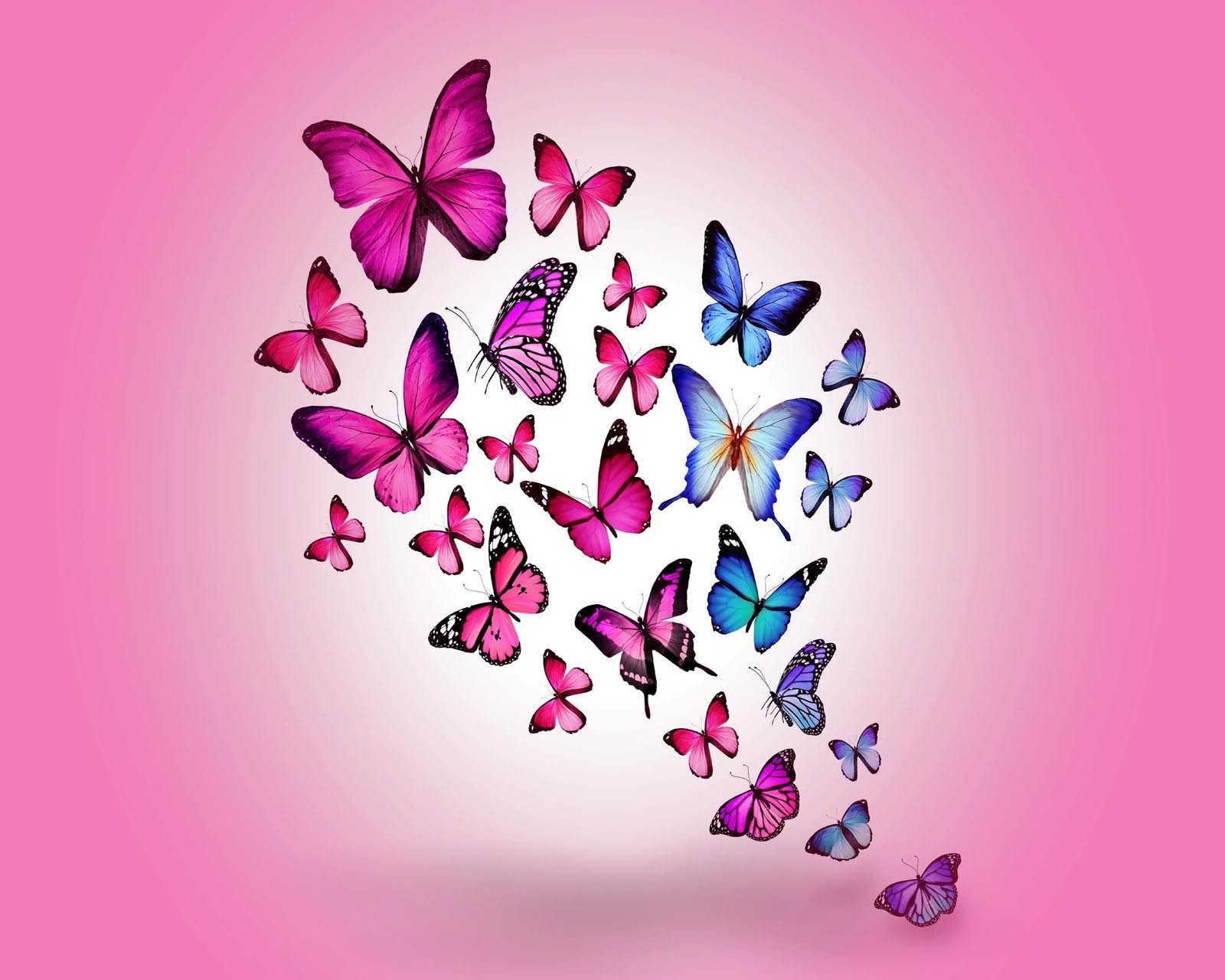 Butterflies flying in the air with a pink background (beautiful, cute, look, nice)