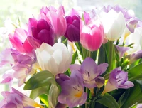 tulips, crocus flowers, colorful, bouquet, 5k wallpaper