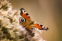 Close-up de uma borboleta vibrante em um suave fundo floral