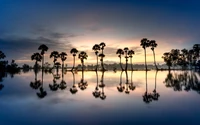 Palmiers en silhouette au coucher du soleil reflétés dans des eaux tranquilles