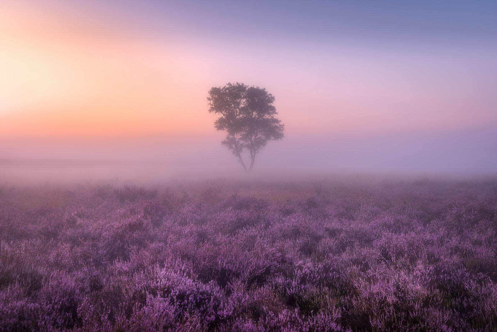 Uma árvore torcida em um campo de flores roxas com um céu nublado (campos de lavanda, roxo, enevoado, paisagem, árvore)