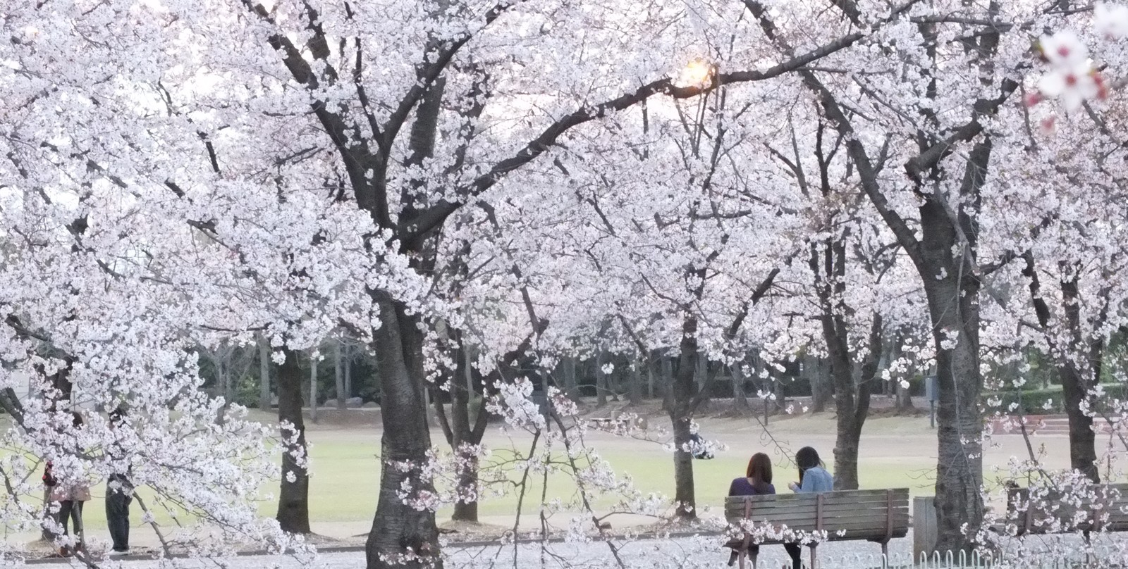 Il y a deux personnes assises sur un banc dans un parc (floraison, fleur de cerisier, printemps, arbre, fleur)