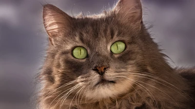 Majestic Siberian Cat with Striking Green Eyes Amidst a Natural Background