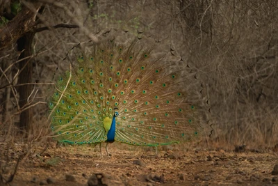 Majestätischer Pfau zeigt sein lebhaftes Gefieder in einer natürlichen Landschaft.