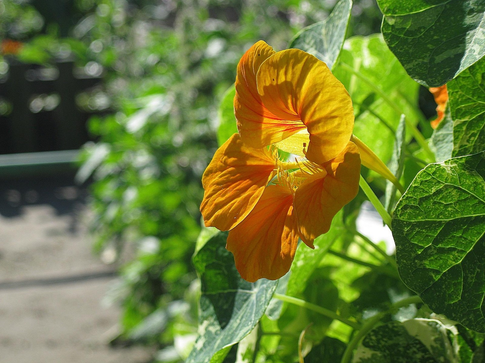 Nahaufnahme einer blume auf einer pflanze (frühling, blumengarten, wildblume, pflanze, einjährige pflanze)