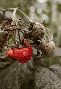 Framboesas vermelhas em um galho de planta lenhosa, cercadas por frutas imaturas e folhas verdes.