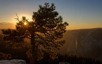 Nascer do sol iluminando um pinheiro no Parque Nacional de Yosemite