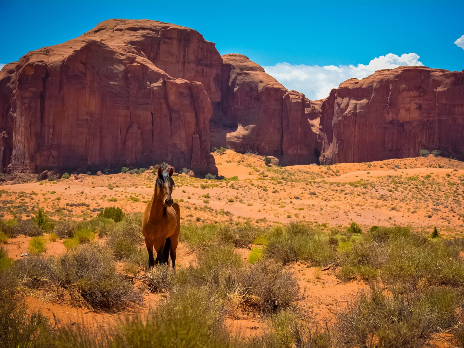 Um cavalo em pé no deserto com uma montanha ao fundo (fronteira americana, ocidental, badlands, wild, parque nacional)