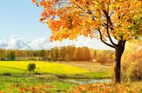 Paisaje otoñal vibrante con un árbol colorido al lado de un prado iluminado por el sol, mostrando hierbas doradas y un cielo tranquilo.