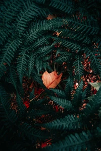 Vibrant Contrast: A Single Red Leaf Amidst Lush Green Ferns