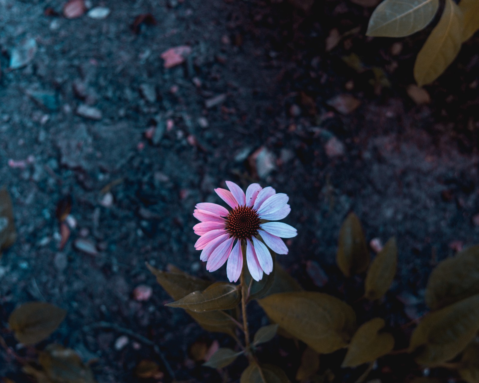 Hay una flor rosa que está creciendo en la tierra (flor, pétalo, naturaleza, rosa, planta)